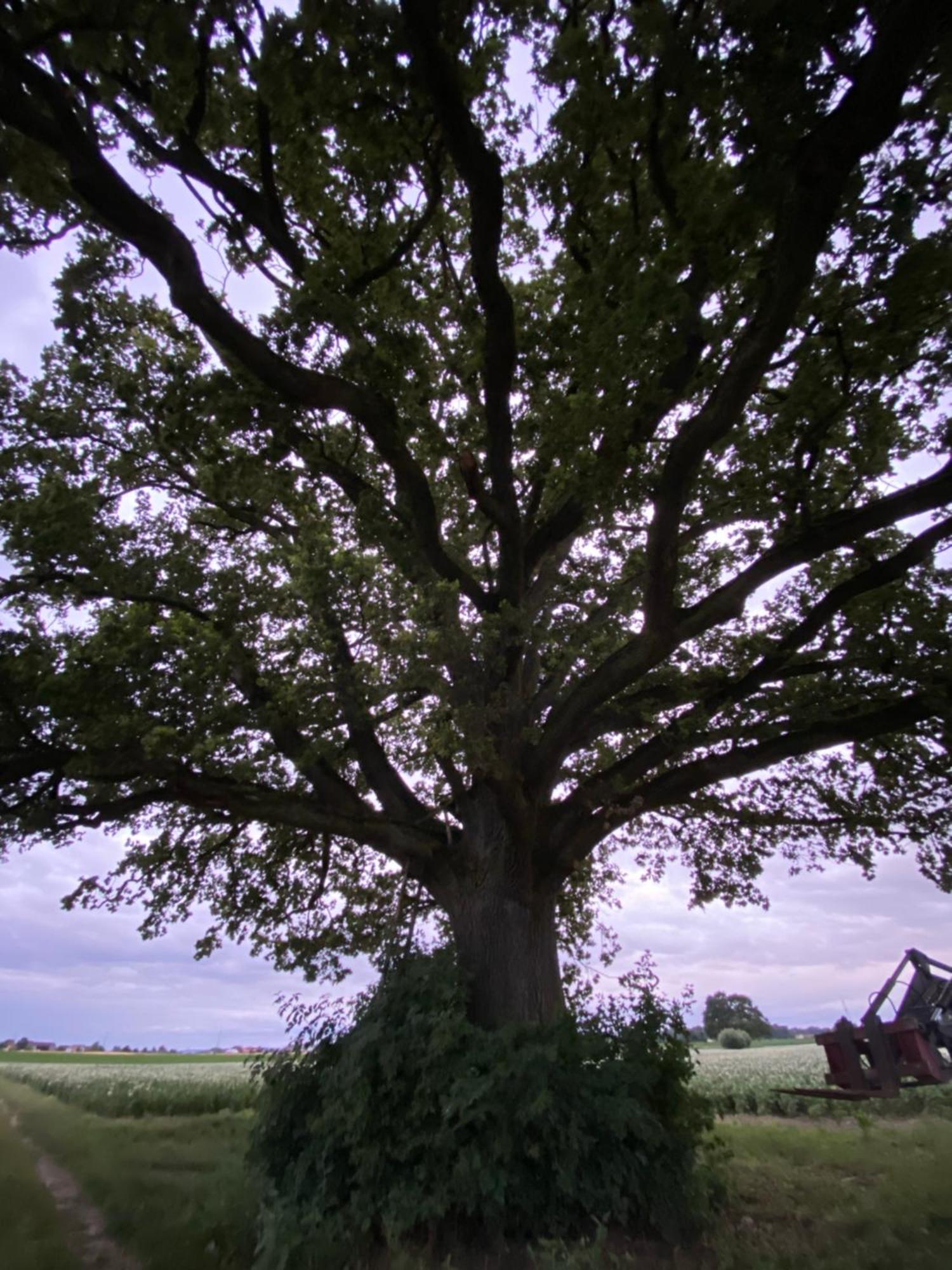 Appartementhof Stadler พ็อคคิง ภายนอก รูปภาพ